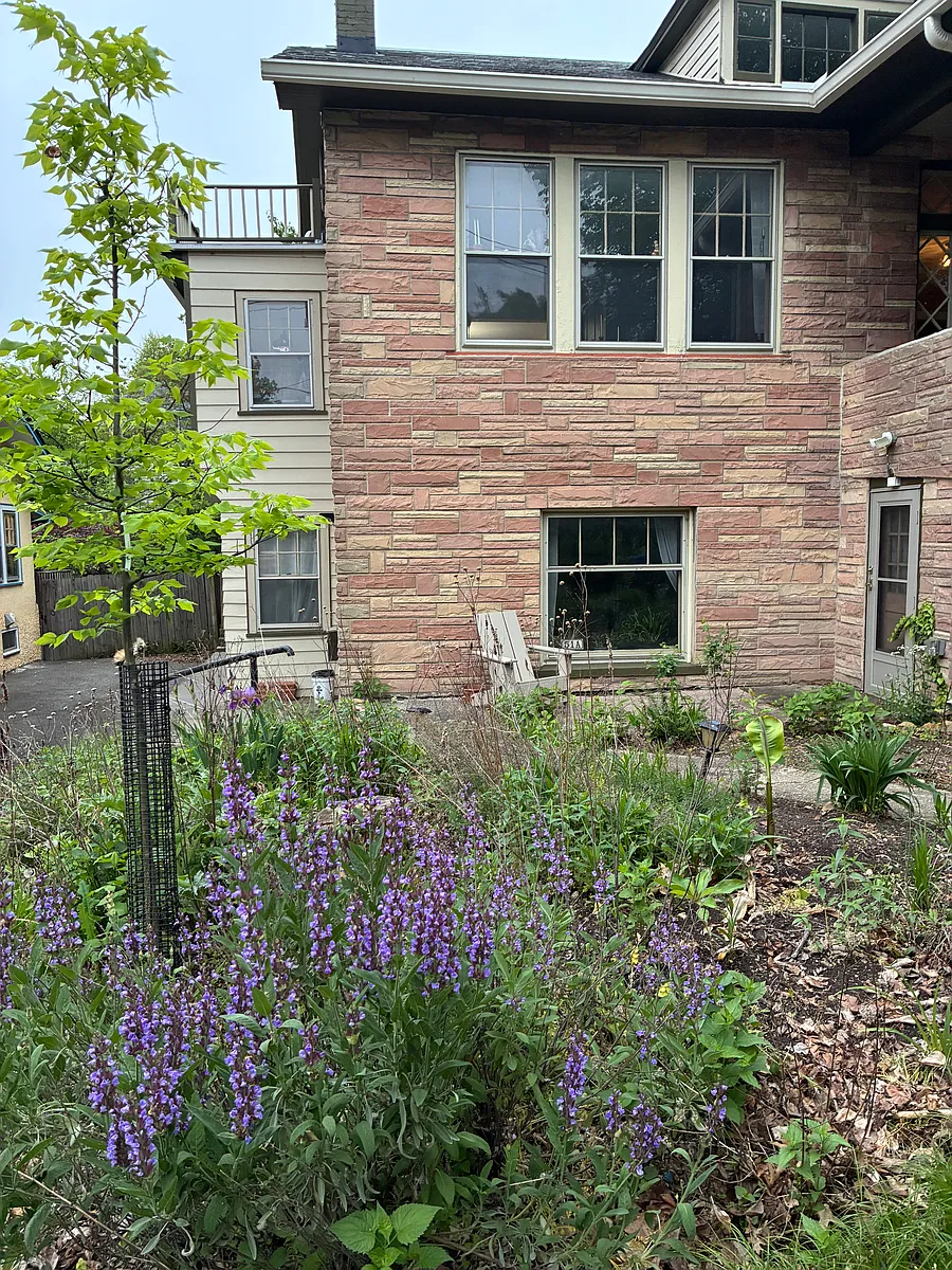Your patio and shared garden - 51 Walnut Ave