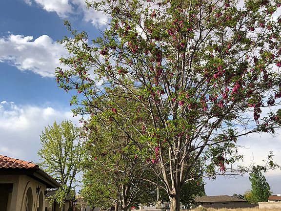 Purple robe locust trees 