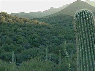 1st image of 2956 W Placita Sierra Tortuga