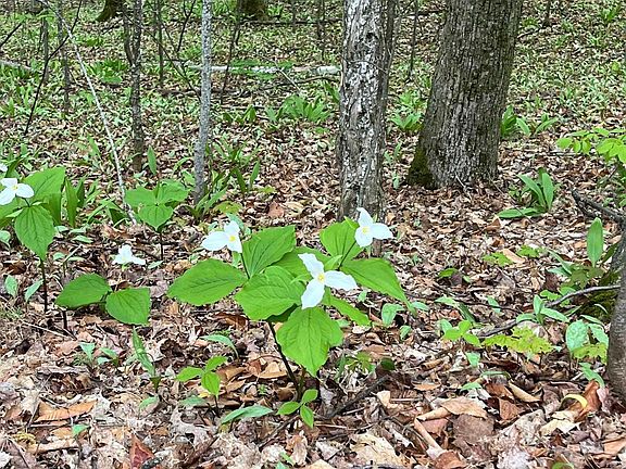 4th image of 166 Forest Trl