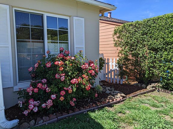 Beautiful Front Rose Bush