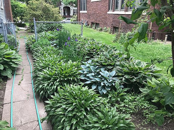 Hostas, irises, sedum garden