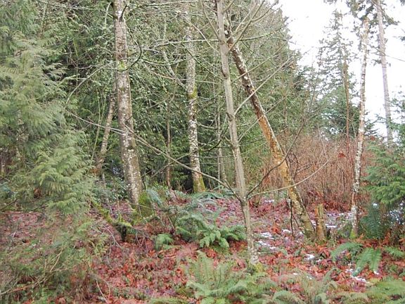 2nd image of 13312 54th Ave NW