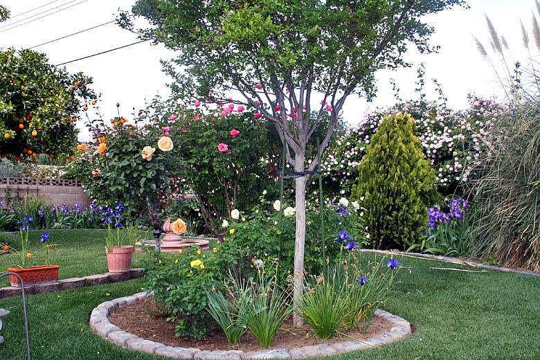 Back yard rose garden