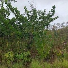 3rd image of 5th Avenue Ekaha Lot 2459