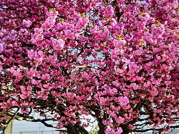 3rd image of 318 Linden Ln