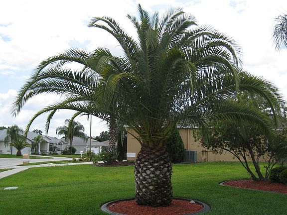 Mature Palms
