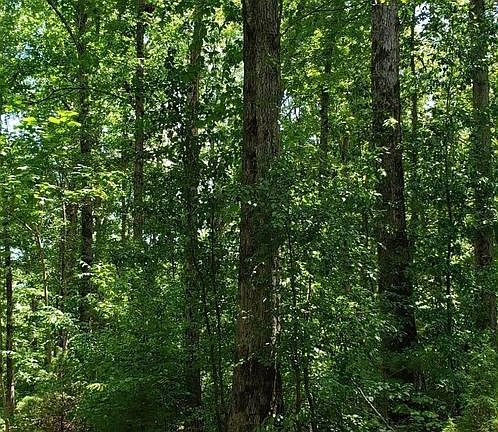 5th image of 11 Shady Oaks Cv