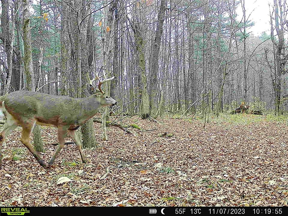 0 Irish Hollow Rd Cherry Valley NY Zillow