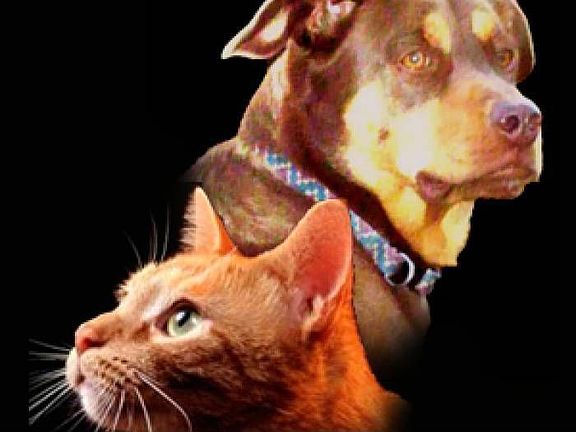 Pet Friendly Community