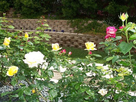 Rose Garden