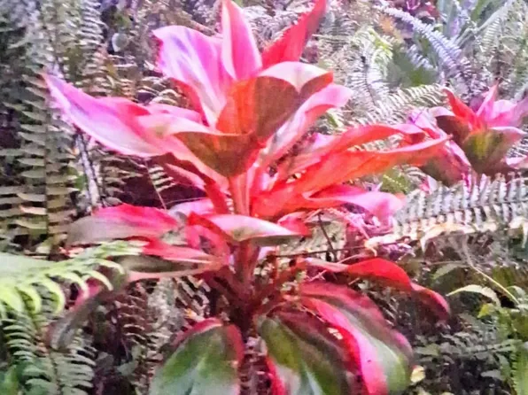 14-3379 Pakalana Rd Lot 201, Pahoa, HI 96778