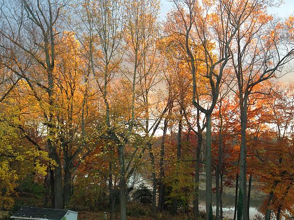 Fall leaves, back yard.