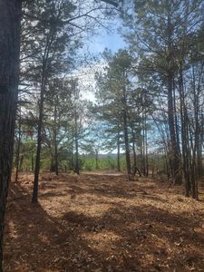Brandy Rd, Diana, TX, 75640
