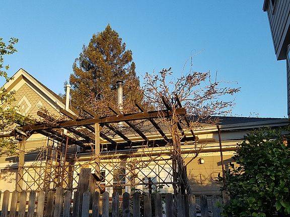 wisteria arbor, south side 