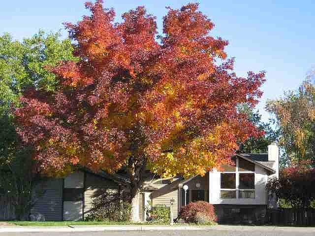 1st image of 616 Lynnwood Ct