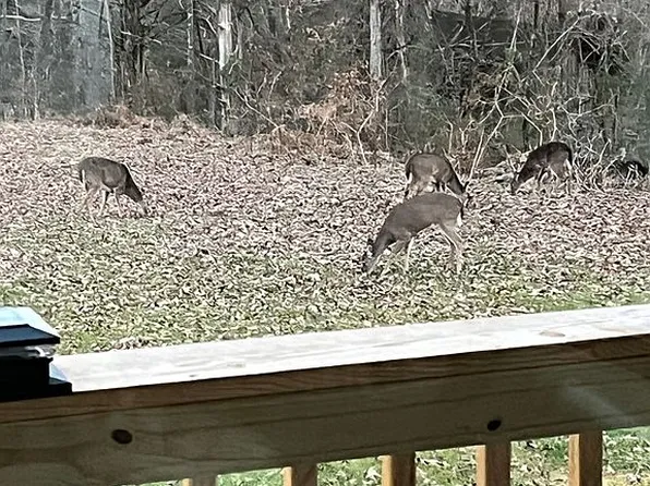 4206 S Creek Rd, Cookeville, TN 38506