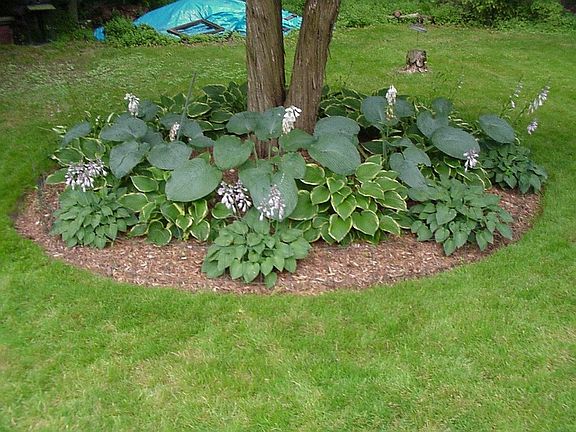 Hosta Garden
