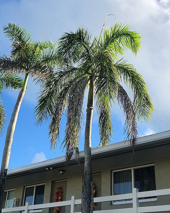 One of our many palm trees