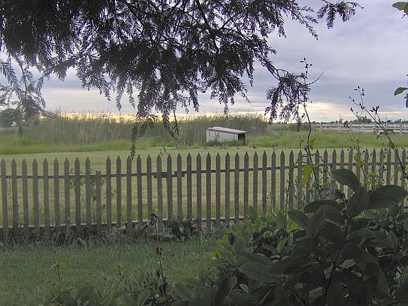 Ducks in Pasture