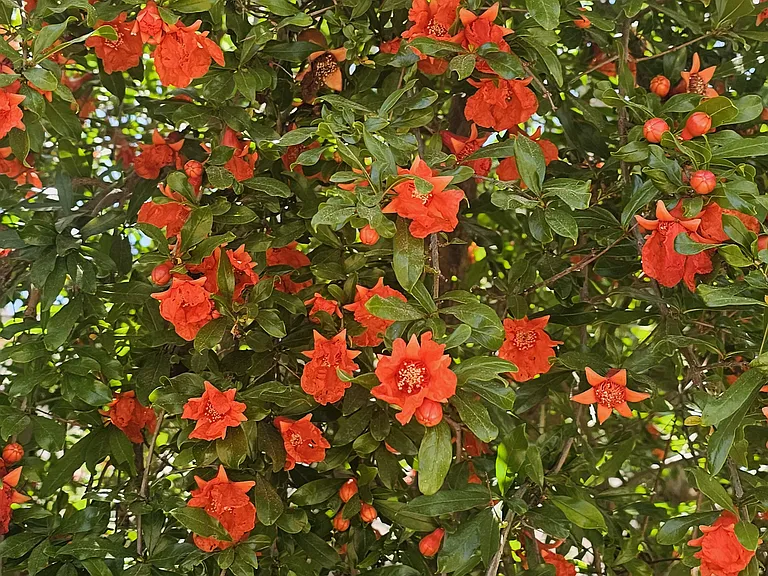 Fruit Tree