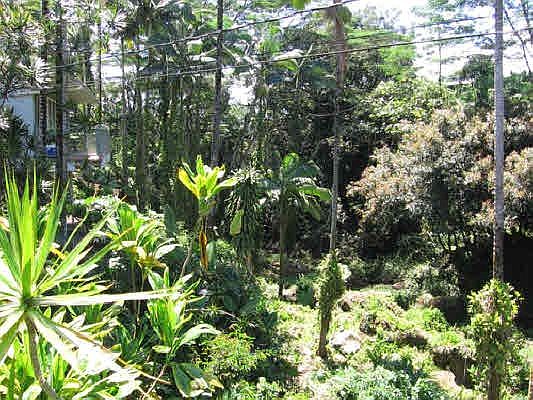4th image of 267 Kaiulani St Lot 1-A