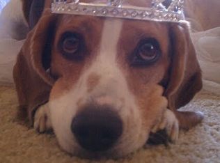 2003 Burnie Bishop Pl, Cedar Park, TX 78613