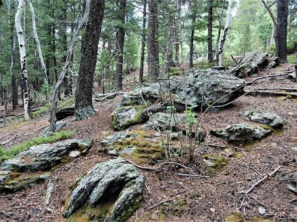 1376 Delwood Dr, Bailey, CO 80421