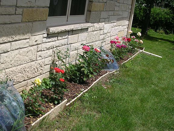 roses on house side