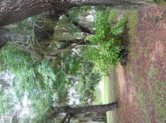 1st image of 0 Herndon Cir