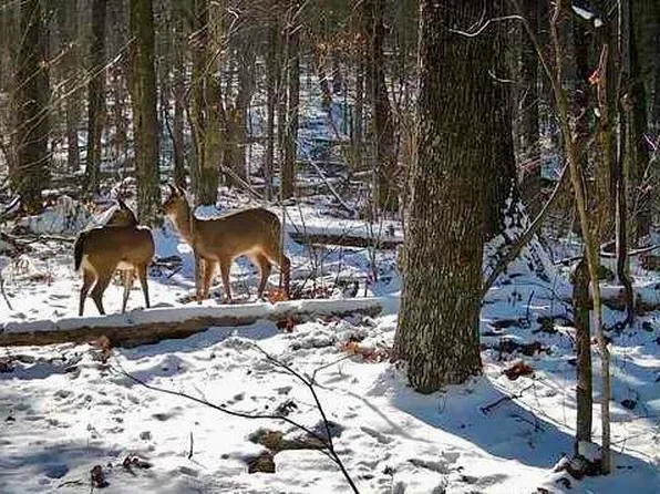 214 Rilke Ct, Johnson City, TN 37604