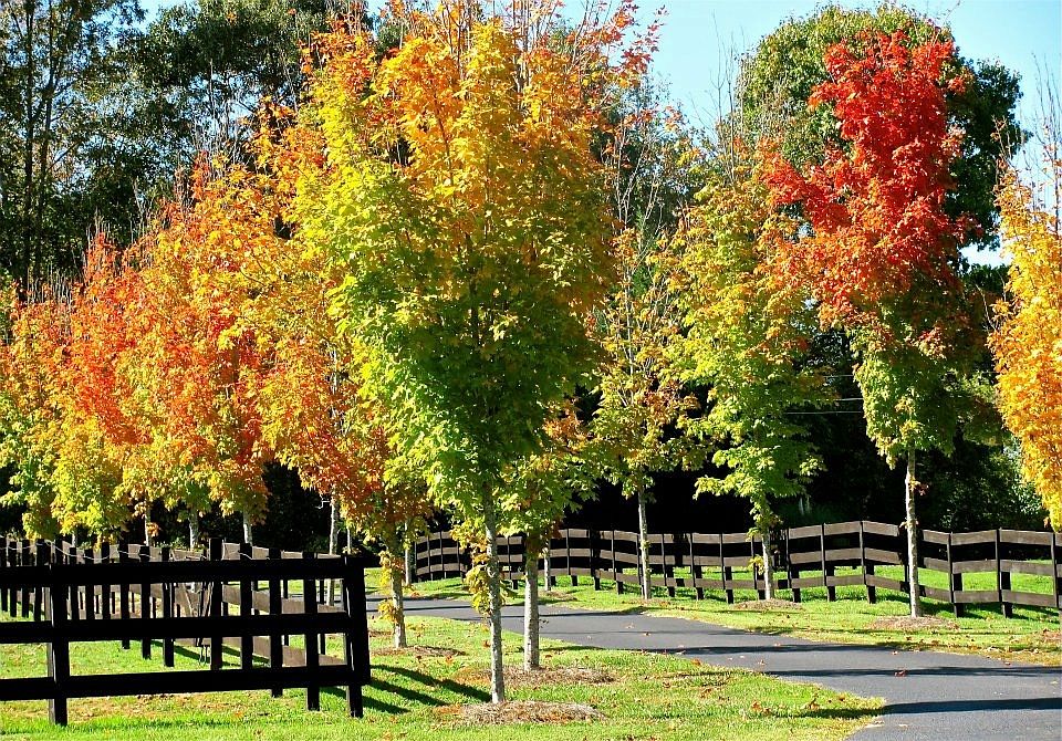 Driveway Entrance- October