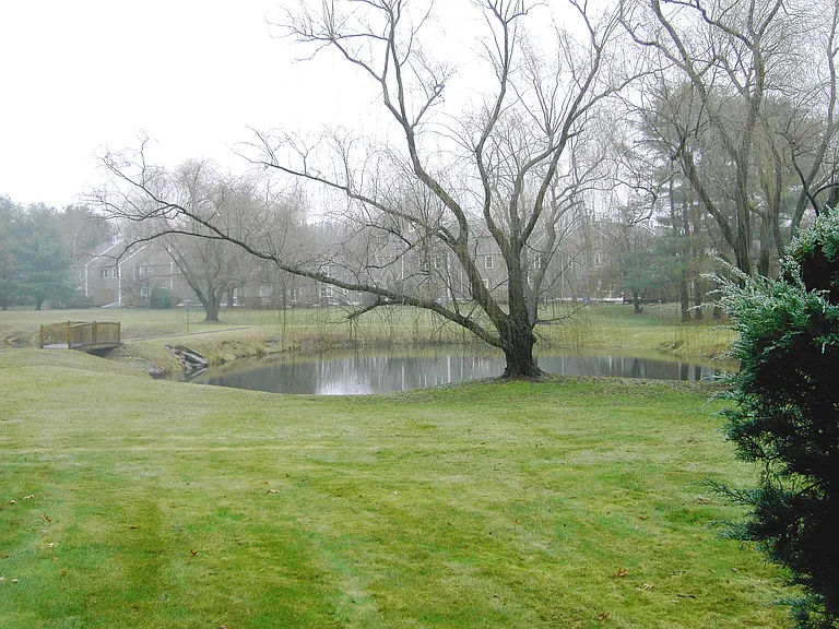 Pond