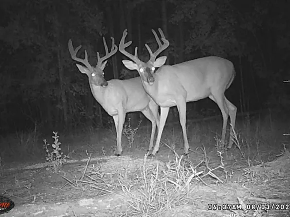 6235 Riggins Mill Rd, Dry Branch, GA 31020