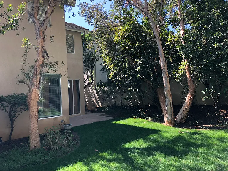 Back yard 3