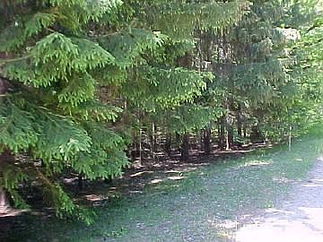 4th image of 9205 White Pine Dr #96