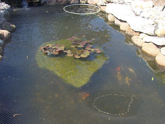 Fish Pond