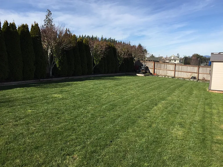 back yard
