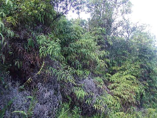 1st image of Lehua St Lot 7069