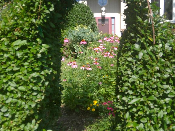 Front yard