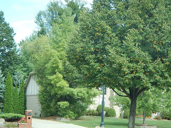 3rd image of 14899 Towering Oaks Dr
