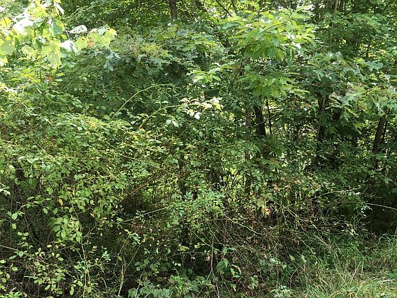 4th image of Woodland Trl