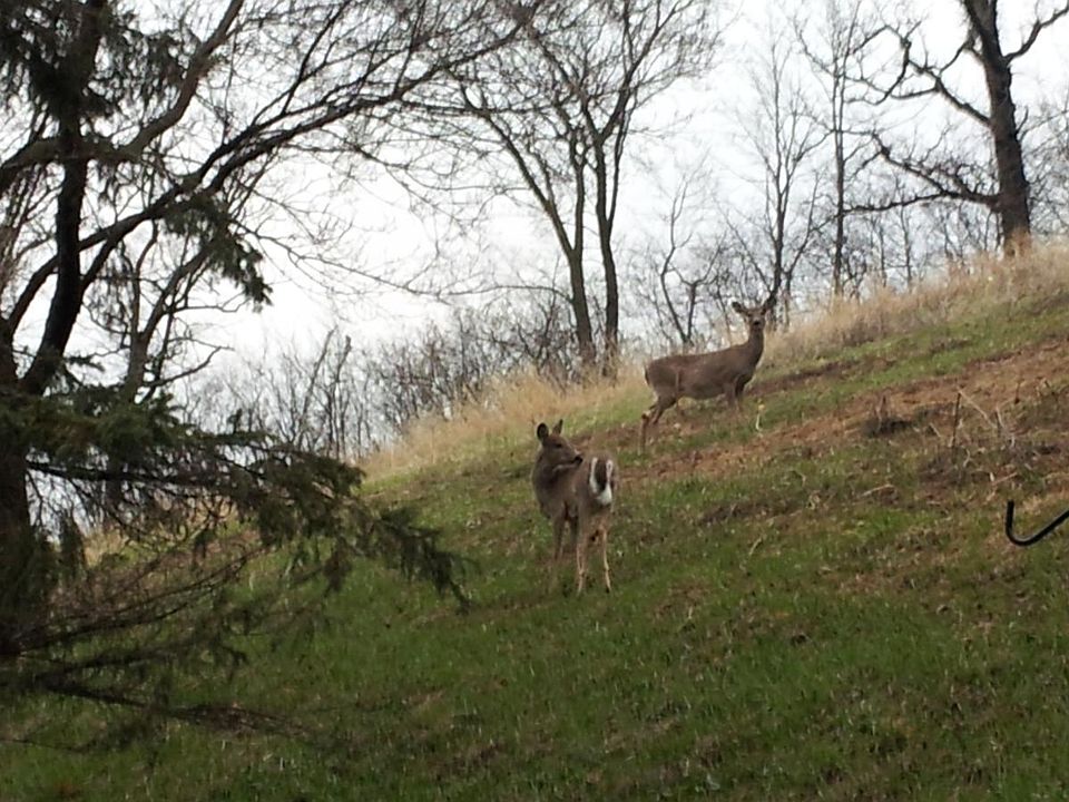 Some of the wildlife.