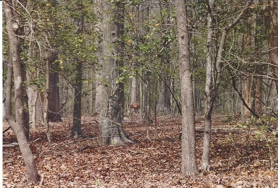 2nd image of Bussell Dr