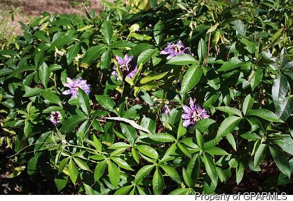 Plenty of Beautiful Flora
