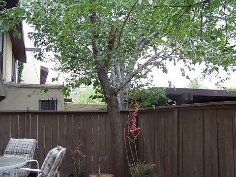 3rd image of 696 Fernwood Ln
