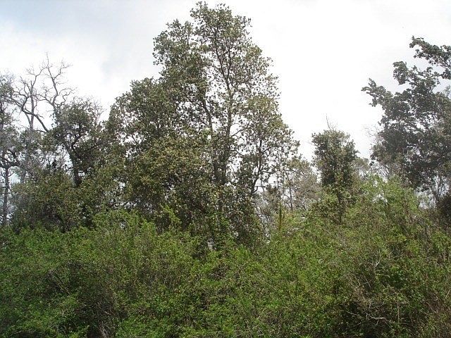 1st image of Coral Pkwy Lot 30