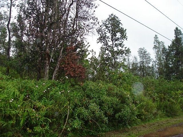 2nd image of Hibiscus Dr Lot 29