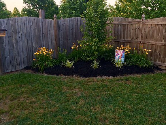 Left side of back yard