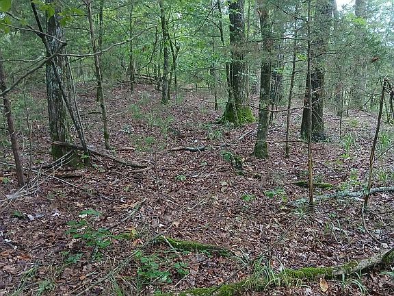 5th image of Polk Rd #74